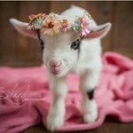 diane egan - @hsdg8329 - Instagram