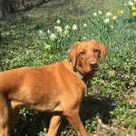 Diane Eller - @dianeandginger - Instagram