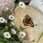 Diane England - @dianeengland360 - Instagram