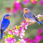 Diane Collins Estep - @estepdiane - Instagram