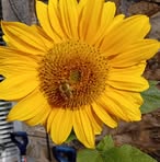 Diane Field - Facebook