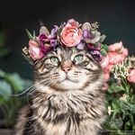 Diane Fiore - @dianefiore1 - Instagram
