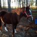 Diann Fore - Facebook