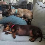 Diane Frederick - @dpertone - Instagram