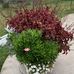 Dianne Garber - Facebook