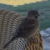 Diane Gee - @diane.gee5 - TikTok