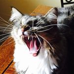 Diane Glick - @dianglc - Instagram