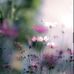 Diane Gooch - Facebook