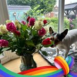 Diane Gooch - @dinorgoo - Instagram