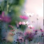 Diane Gooch - @dianemgooch2 - Instagram