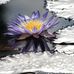 Diane Goode Photography - Facebook