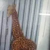 Diane Gosselin - @diane.gosselin - TikTok