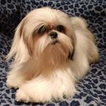Diane Grassi - @gldnsfarm1303 - Instagram