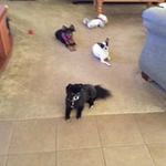 Diane Grasso - @grassodiane - Instagram