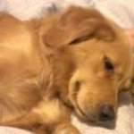 Diane Graybill - @dianelea1965 - Instagram