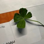 Diane Greco - @diane8675309 - Instagram