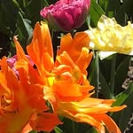 Diane Grenon - @dgrenon6213 - Instagram