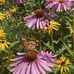 Diane Grenon - Facebook