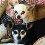 Diane Gresham - @dianegresham123 - Instagram