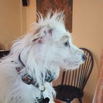 Diane Griffiths - @griffy_guinea - Instagram