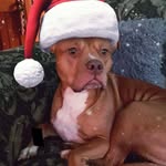 Diane Grindle - @grindle3259 - Instagram