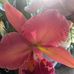 Diane Gretton - Facebook