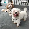 diane - @dianeguinaldo - TikTok