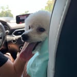 Diane Hager - @my_cutepuppycure - Instagram