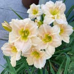 Diane Hardin - Facebook