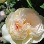 Diane Harold - @dennisdiane4443 - Instagram