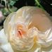 Diane Harold - Facebook