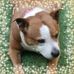 Diane Haslam - Facebook