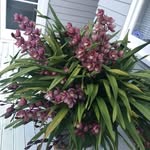 Diane Hennessy - @diane_hennessy4173 - Instagram