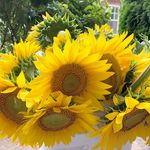 Diane Hite Weidenbenner - @dweiden - Instagram