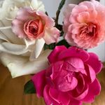 Diane Holm - @diane_gail_photography - Instagram