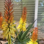 Diane Hood - Facebook