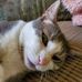 Diane Hubert - Facebook
