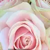 diane_mhurst - @diane_mhurst - TikTok