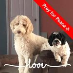 Diane Irving - @dianeirving6829 - Instagram