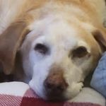 Diane Kehler - @mungo2008 - Instagram