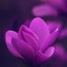 Dany Krish - Facebook