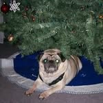 Diane Kroneman - @kronemandiane - Instagram