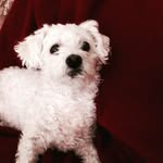 diane kyle - @dianethebooklady - Instagram