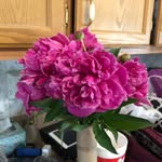 Diane Kyle Hendrickson - @dianekylehendrickson - Instagram