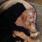 Diane Lacey - @diane.lacey.79 - Instagram