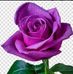 Diane Lacey - Facebook