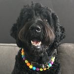 Diane Lang - @harleydoodle_lang - Instagram