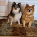 Diane Lang - Facebook