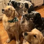 Diane Chicko Lauer - @lauer862 - Instagram