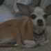 Diane Lechner - Facebook